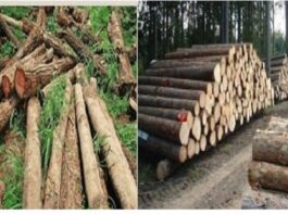 These northern territories are struggling to balance agricultural needs, urban growth, and logging.But beneath these captivating views, a severe environmental crisis looms - deforestation.