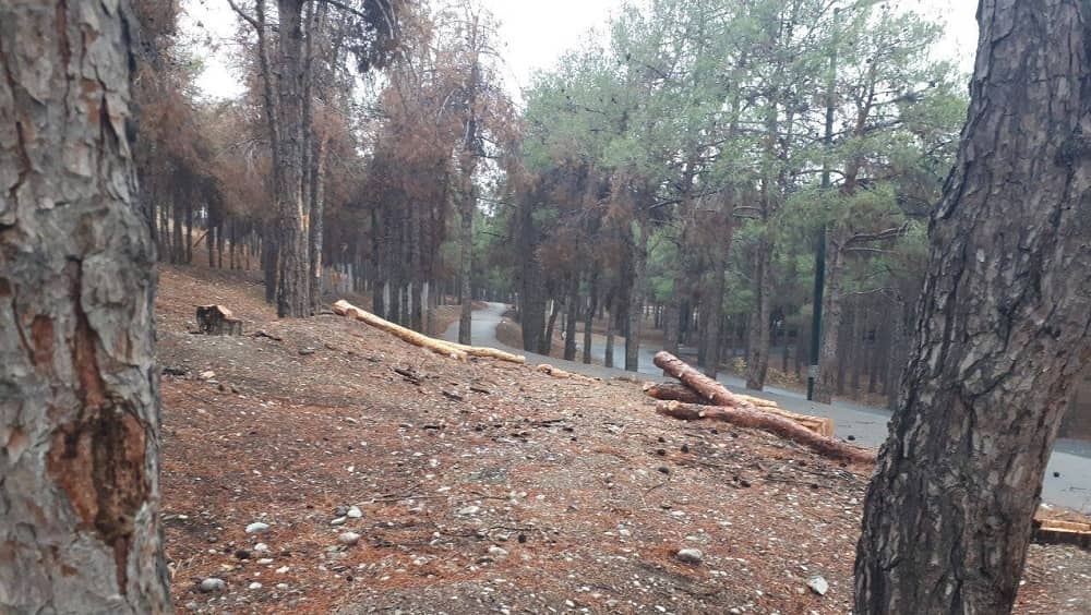 iran-tehran-chitgar-park-felled-trees Tehran's cherished green spaces face unprecedented threats as recent reports from Dideban Iran, a state-run website, expose extensive tree-cutting operations sanctioned by the city’s municipality.
