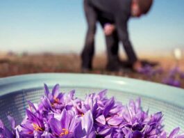 Iran’s saffron industry, once the world’s leader in both quality and production, is now confronting a severe downturn.