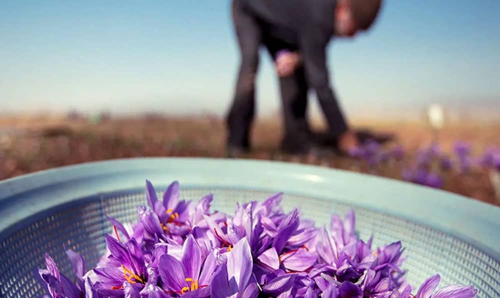 Iran’s saffron industry, once the world’s leader in both quality and production, is now confronting a severe downturn.