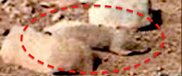 Nasa Rodent On Mars